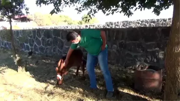 3 ayaklı doğan buzağıya sahibi protez bacak yaptırmak istiyor - GAZİANTEP