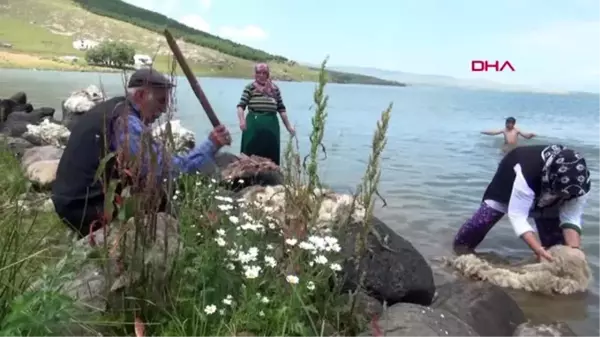 Son dakika haberi... ARDAHAN Çıldır Gölü'nde yün yıkama telaşı