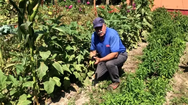 Çanakkaleli çiftçinin bahçesinde yetişti! 5 parmaklı patlıcanı görenler gözlerine inanamıyor