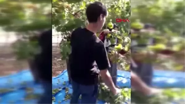 ANTALYA Fındık toplarken vurulup ölen Doğan, gözyaşlarıyla toprağa verildi