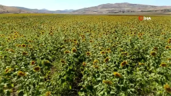 Neden Tunceli'de olmasın dedi, bin dekara ay çekirdeği ve kabak ekti