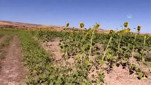 Tunceli'de ayçiçeği ve kabak çekirdeği üretimi yüz güldürdü