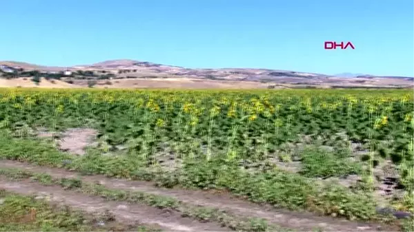 Tunceli'de kiraladığı arazide ayçiçeği ve kabak ekip, 50 kişiyi istihdam sağladı