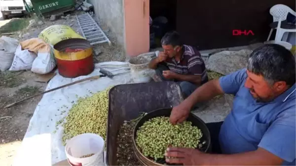 Mersin -Gülnar'da, baklavalık Antep fıstığı hasadı