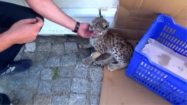 Ormanlık alanda yaralı vaşak yavrusu bulundu