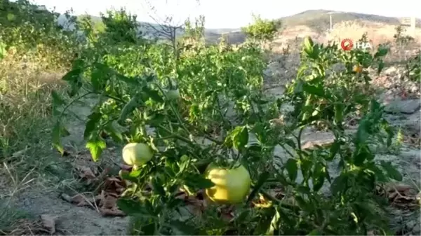 Bu bahçedeki her şey helal