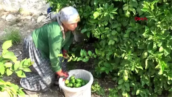 MERSİN Erdemli'de limon hasadı başladı