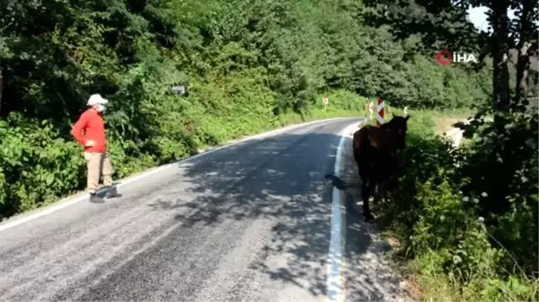 Yaralı ata belediye sahip çıktı