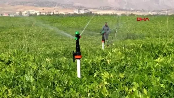 Şırnak'ta yetiştirilen yer fıstığı Osmaniye'ye rakip oldu