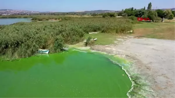 Son dakika haberleri... BURSA Alg patlaması, Uluabat Gölü'nü yeşile boyadı