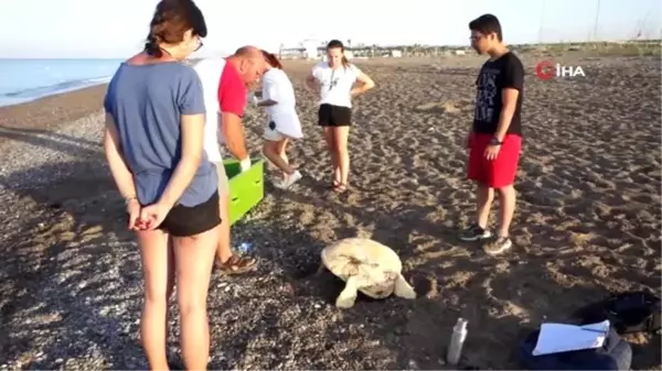 Belek'te caretta caretta yuvasında rekor kırıldı