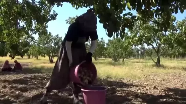 Tariş, kuru incir alım fiyatını ortalama yüzde 30 artırdığını açıkladı