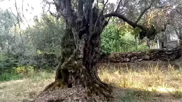 Tarihi dokusunu koruyan Bademli keşfedilmeyi bekliyor