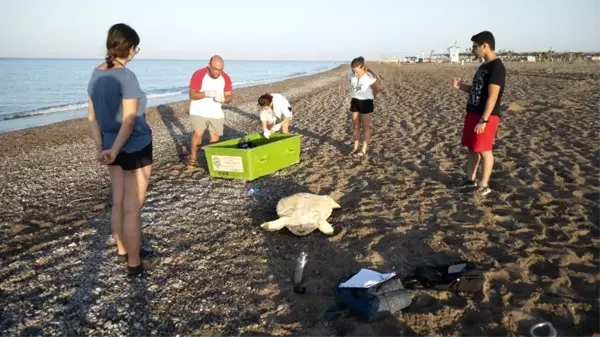 Deniz kaplumbağaları için rehabilitasyon merkezi kurulacak