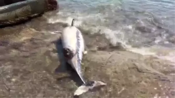 Son dakika haberi! Bodrum'da ölü yunus kıyıya vurdu