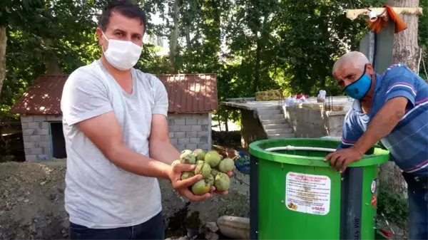 Kahramanmaraş'ta 20 bin ton ceviz rekoltesi bekleniyor