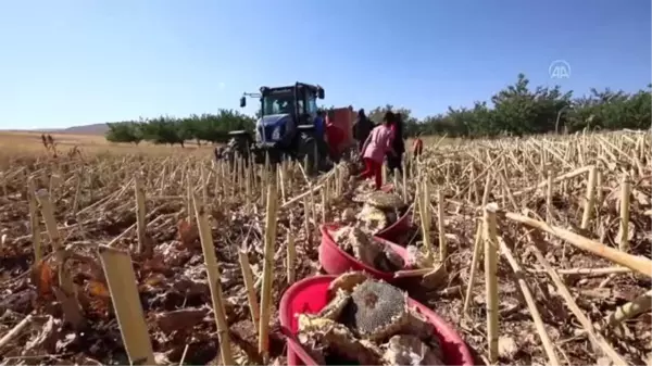 Kayısı diyarında ayçiçeği hasadı