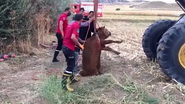 Son dakika haber: Kırıkkale'de kuyuya düşen düve kepçeyle çıkarıldı