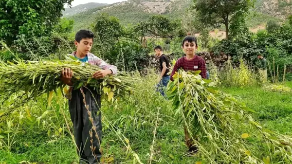 Hakkari'de susam hasadı başladı