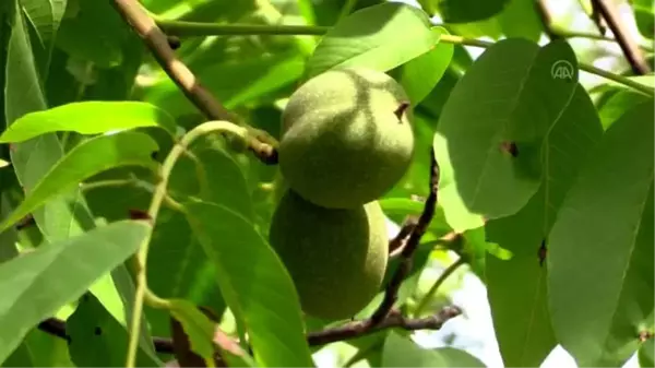 Oğuzlar cevizinde bu yıl rekolte düştü, kalite ve fiyat arttı