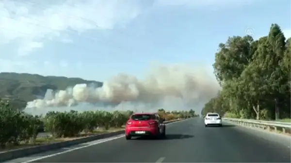 Zeytinlik ve makilik alanda yangın çıktı