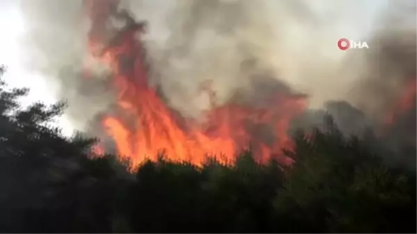 Tokat'ta orman yangını: 1 gözaltı