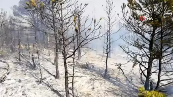 Tokat'ta orman yangını, ekiplerin müdahalesi sürüyor