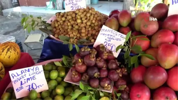 Alanya'da yetişen tropik meyveler, 350 liraya varan fiyatlarıyla dudak uçuklatıyor