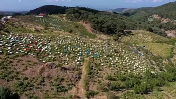 İzmir'in tescilli üzümüne 