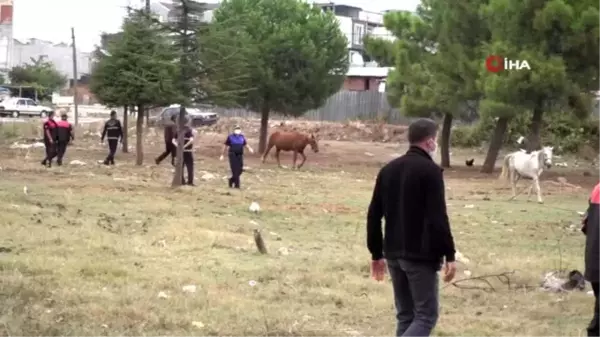 Zabıtadan nefes kesen başıboş at operasyonu