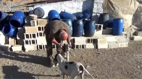 Üç ayaklı köpek sıcak tavırlarıyla ilgi odağı oldu