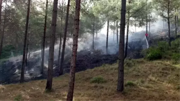 Son Dakika | Osmaniye'de orman yangını kontrol altına alındı