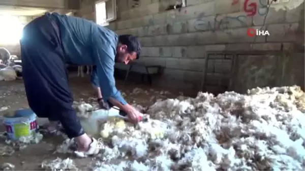 Eskiden tereyağı ile yarışan koyun yünleri elde kaldı