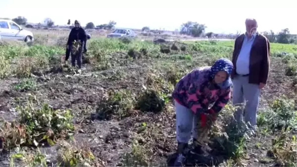 Son dakika haberleri! Kazak fasulyesinde hasat başladı - BALIKESİR