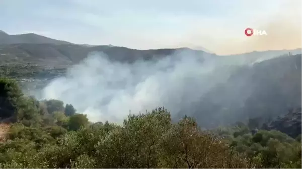 Son dakika haberi | Yangında zeytin ağaçları kül oldu