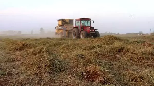 Harran Ovası'nda ilk kez üretilen yer fıstığı hasat edildi