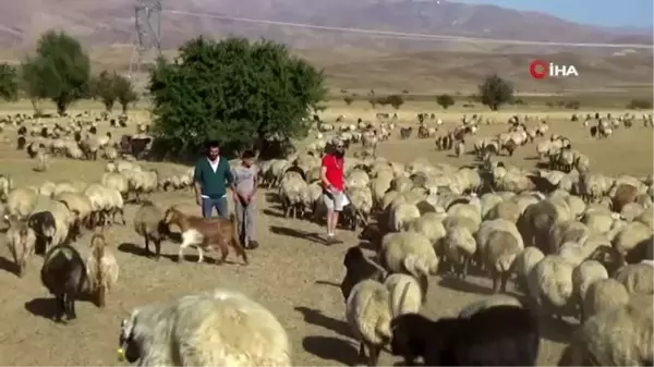 İtalyan turist Hakkari'de koyun sağıp, inşaatta çalışıyor