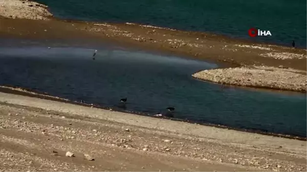 Amasya'da barajlardaki su miktarı dip yaptı, balıklar ölüyor