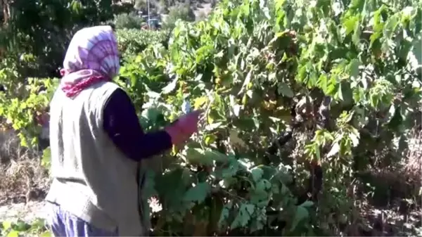 Beypazarı'nda güzle birlikte bağ bozumu ve pekmez yapımına başlandı