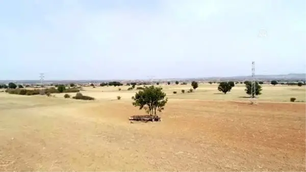 Ağaç gölgesinde dinlenen koyun sürüsü ilgi çekti - KIRKLARELİ