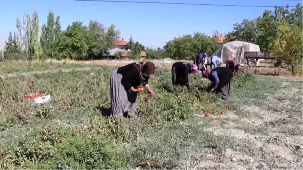 Komşu 14 girişimci kadının üretim başarısı