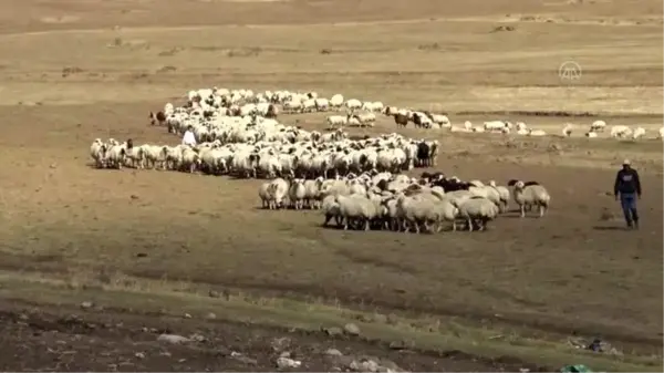 Asırlık koç katım geleneği renkli görüntüler oluşturdu