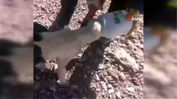 Başı plastik bidona sıkışan köpek itfaiye tarafından kurtarıldı