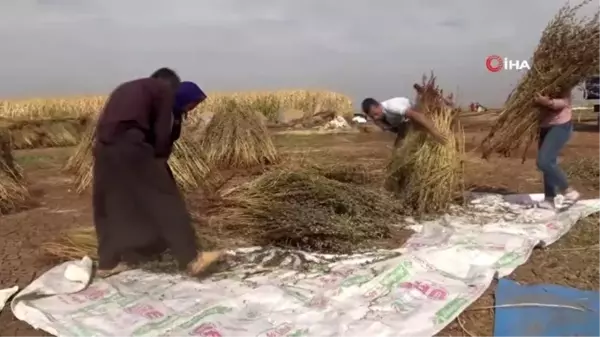 (ŞANLIURFA - ÖZEL)Siverek'te susam hasadı başladı