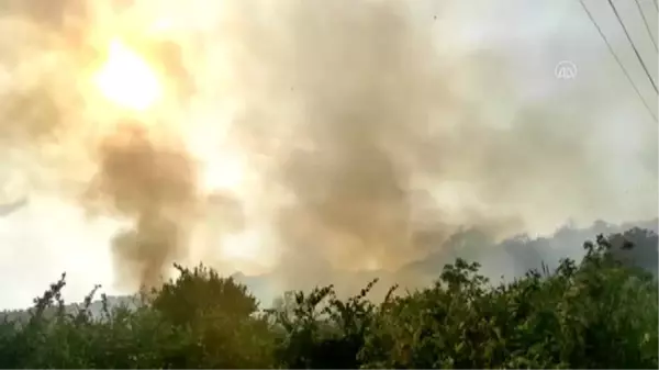 Hatay'da bahçede çıkan yangın arı kovanlarına zarar verdi