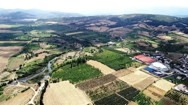 Bayramiçi Beyazı fidanı tescillendi