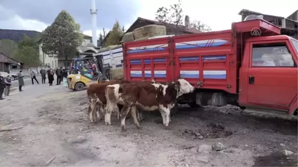 Son dakika haberleri! Hayvanları yangında telef olan köylülere 6 buzağı verildi