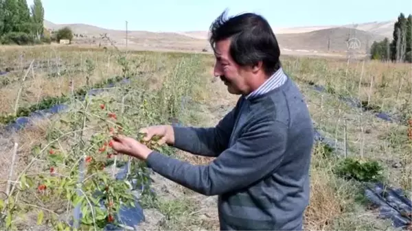 Ata ocağı köyde goji berry yetiştiren profesör çiftçilere örnek oluyor