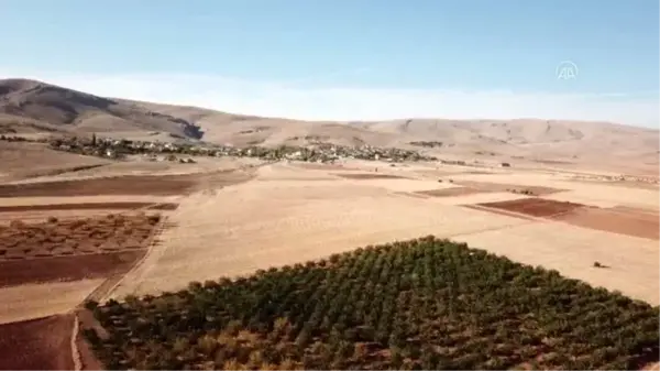 Kayısı diyarında badem üretimi yaygınlaşıyor