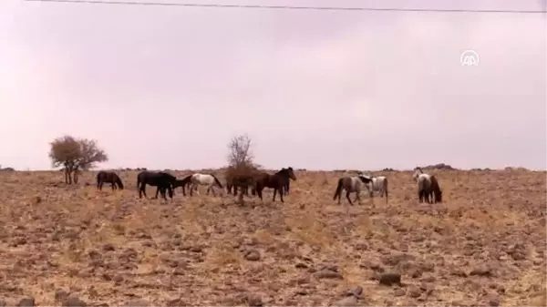 Yılkı atları bozkırlara renk katıyor